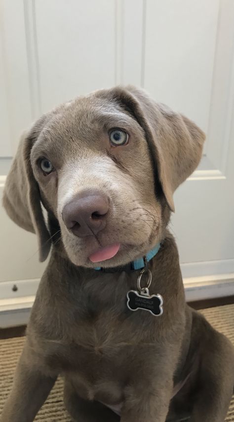 Silver Lab Puppy, Silver Labrador Puppies, Silver Lab Puppies, Silver Labrador Retriever, Silver Labrador, Cutest Puppy Ever, Puppy Photography, Silver Lab, Lab Puppy