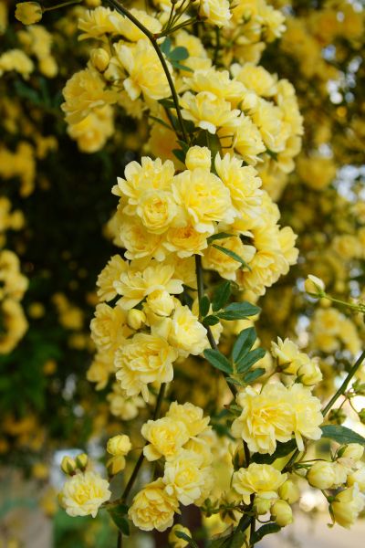 Thornless Climbing Roses, Yellow Climbing Rose, New Dawn Climbing Rose, Climbing Roses Trellis, Lady Banks Rose, Hillside Gardening, Rose Plant Care, Bali Garden, Aesthetic Plants