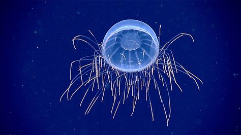 We found this hydromedusa, Halicreatis, at about 1,200 meters (3,935 feet) depth. The ends of its tentacles are packed with nematocysts (stinging cells), which make them appear especially bright. Red Lipped Batfish, Glaucus Atlanticus, Bizarre Animals, Sea Jellies, Cnidaria, Jellyfish Design, Silkie Chickens, Glass Frog, Central Africa