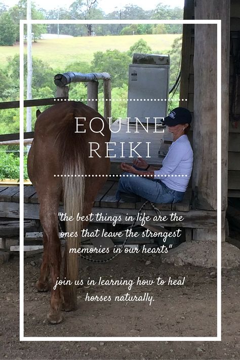 Horse Massage, Horse Healing, Domesticated Animals, Reiki Courses, Animal Reiki, Ancient Healing, Horse And Human, Four Winds, Horse Therapy