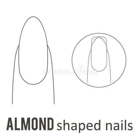 Nail shape almond stock illustration Nails Shapes Tutorial, Nail Shape Almond Short, How To Do An Almond Shape Nail, Almond Shape Tutorial, How To Almond Shape Your Nails, How To Create Almond Shape Nails, How To Get Almond Nails, Almond Nails Shape Tutorials, How To Do Almond Nails Shape