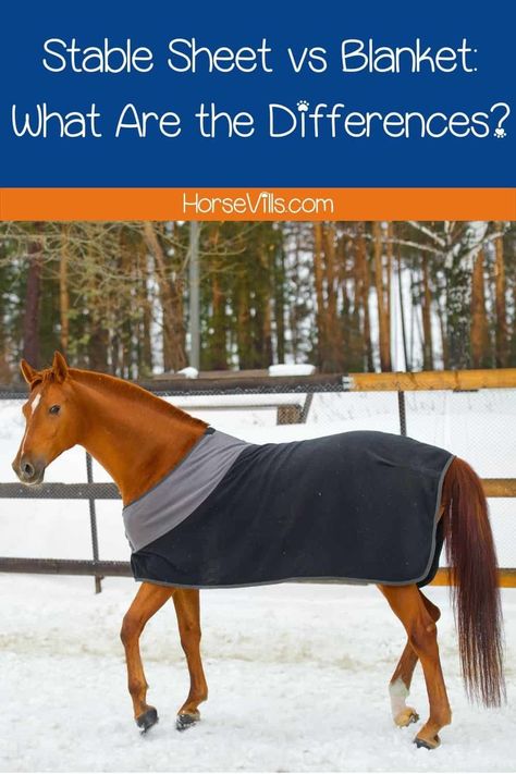 Are you at a standstill in deciding whether to buy a stable sheet or blanket for your horse? Here's a stable sheet vs blanket comparison guide from an expert! Horse Blankets Winter, Horse Age, Best Cat Breeds, Horse Blanket, Winter Horse, Blankets For Winter, Horse Care Tips, American Paint, Types Of Horses