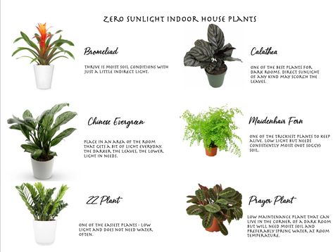 Plants That Can Survive Without Sunlight, Plants That Require No Sunlight, Indoor Plants That Need No Sunlight, Zero Sunlight Plants, Plants That Survive With No Light, No Sunlight Plants Indoor, Indoor Plants That Dont Need Sunlight, Zero Light Plants, No Light Plants