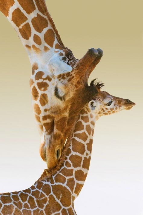 Mother Giraffe and her Baby - True Love! Mother Animals, Baby Giraffes, Giraffe Pictures, Giraffe Art, Baby Giraffe, African Animals, Cute Animal Pictures, Sweet Animals, Animal Planet