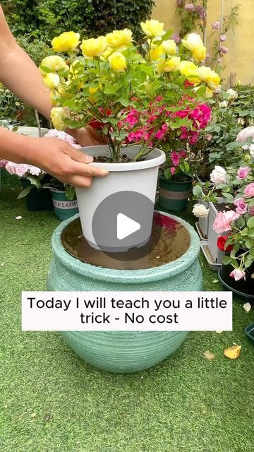 Garden Hacks | irrigation formula to make the soil loose #garden #gardening #plants #planting #planthacks #gardenhacks #gardeningmakemehappy... | Instagram Diy Planting Ideas, Watering Hacks For Garden, Planting Hacks How To Grow, Plant Watering Hacks, Garden With Planters, Plant Ideas Indoor, Anthurium Care, Terra Cotta Pots Garden, Water Garden Plants