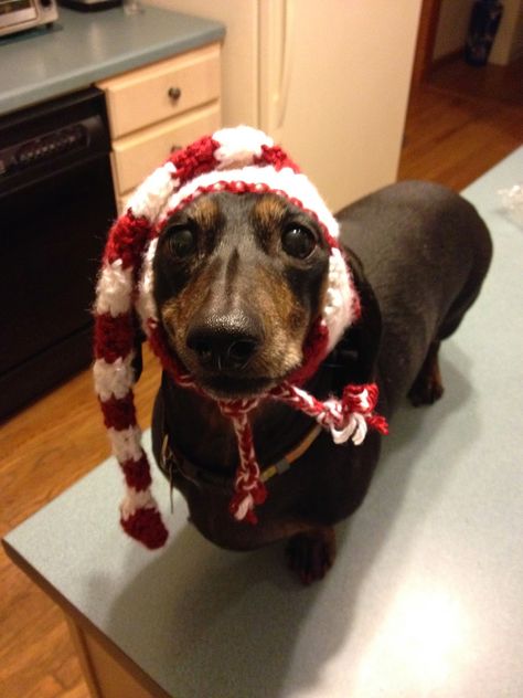 That's the Long & Short of It: Holiday Elf Hat for Dogs - Free Crochet Pattern Crochet Dog Hat, Crochet Dog Clothes, Crochet Dog Sweater, Elf Hat, Christmas Crochet Patterns, Dog Hat, Crochet Dog, Dog Sweaters, Dog Sweater