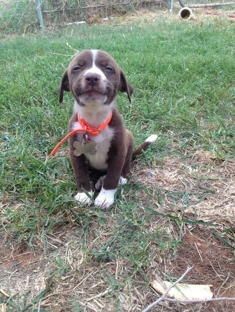 This adorable little smiler. | 42 Pictures That Will Make You Almost Too Happy Pit Puppies, Psy I Szczenięta, Blue Heeler, Cane Corso, Sphynx, Funny Animal Pictures, Animal Photo, New Puppy