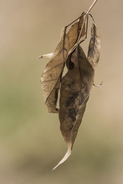 Leaves Dry And Paper Like: Reasons Plant Leaves Are Papery Looking - If you see papery leaves on plants, or if you’ve noticed papery spots on leaves, you have a mystery on your hands. However, there are several possible causes when leaves are papery looking and brittle. Click here for tips to unravel this conundrum. Dry Leaves Photography, Drying Leaves, Environmental Problems, Dead Leaves, Dry Leaves, Dried Plants, Growth And Decay, Skeleton Drawings, Leaf Photography