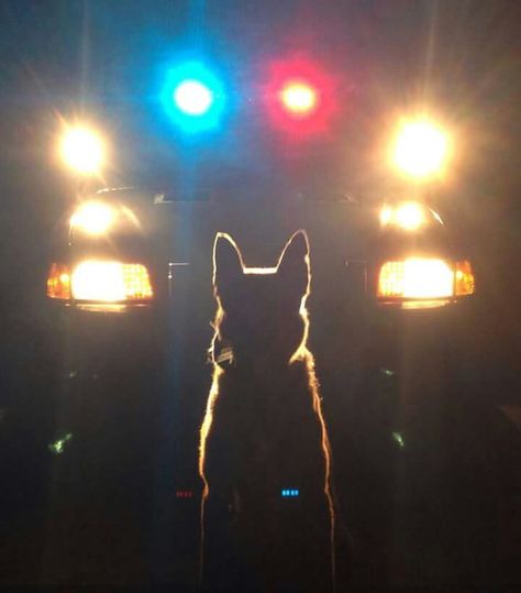 K-9...We See You K9 Police Dogs, K9 Officer, K9 Dogs, K9 Unit, Usa People, Military Working Dogs, Police Life, Police K9, Military Dogs