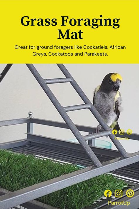 If you're looking for a new foraging idea for your bird, you might want to give this one a try! A grass foraging mat is especially great for ground foragers like Cockatiels, Cockatoos, African Greys, and Parakeets because it encourages natural behaviors (of course, other species will love it too). Click for the super easy instructions Diy Foraging Toys For Birds, Parrot Foraging Toys, Bird Foraging Toys Diy, Diy Conure Toys, Foraging Toys For Birds, Parrot Foraging, Parrot Ideas, Bird Enrichment, Parrot Enrichment