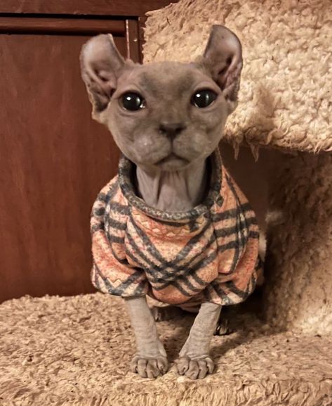 . Cute Hairless Cat, Sphinx Cats, Elf Cat, Hairless Cats, Sphinx Cat, Cute Dogs Images, Female Elf, Dream's Cat, Silly Cats Pictures