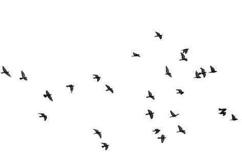 Autocad 2016, Birds Png, Flying Pigeon, Holi Photo, Photoshop Rendering, Pure White Background, Birds In The Sky, Free Hand Rangoli Design, Flock Of Birds