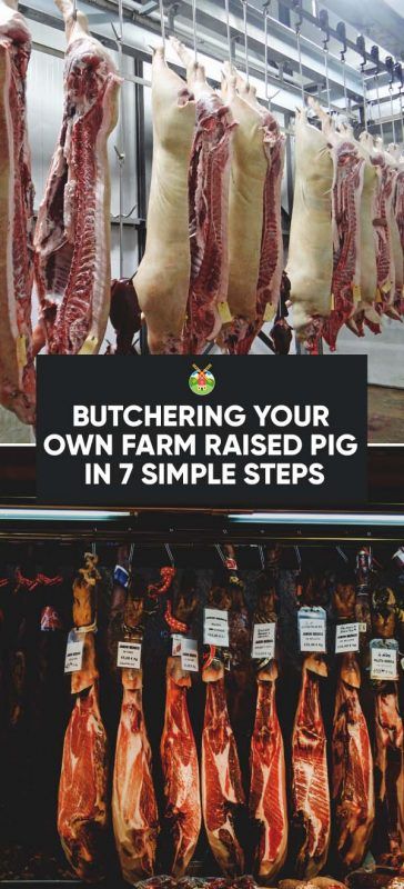 Butchering Your Own Farm Raised Pig in 7 Simple Steps Raising Pigs, Homesteading Skills, Pig Farming, Mini Farm, Butcher Shop, Living Off The Land, Processed Meat, Emergency Prepping, Survival Food