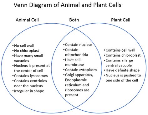 Plant vs animal cell venn diagram to concentrate large topic in a diagram. #animalcell #plantcell #venndiagram #diagram Plant Vs Animal Cell Diagram, Plant Cell And Animal Cell Diagram, Plant Vs Animal Cell, Plant Cell Vs Animal Cell, Lysogenic Cycle, Lytic Cycle, Animal Cell And Plant Cell, Prokaryotes Vs Eukaryotes, Professor Lupin