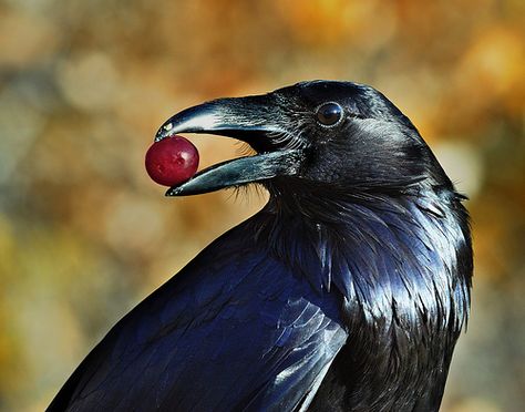 (un)common raven | Flickr - Photo Sharing! Regard Animal, Quoth The Raven, Raven Bird, Crow Art, Jackdaw, Raven Art, Crows Ravens, The Crow, Arte Inspo