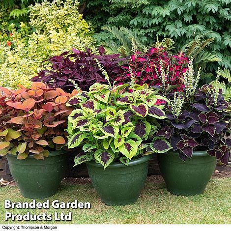 Statement Plants, Conservatory Plants, Bedding Plant, Heating A Greenhouse, Easy Waves, Patio Pots, Plant Supplies, Annual Flowers, Summer Bedding