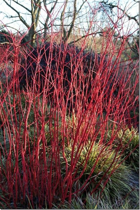 Cornus alba Sibirica' Cornus Alba Sibirica, Cornus Alba, The Mantle, Full Sun Plants, Lily Bulbs, Magic Wands, Victorian Garden, Sun Plants, Love Garden