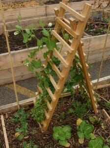 A-frame legume ladder - a creative use of vertical space in a tiny plot. Flickr Photo: Oceandesetoiles Climbing Vegetables, Creative Planters, Ladder Ideas, Creative Planter, Vertical Gardens, Porch Garden, Outdoor Diy Projects, Diy Garden Projects, Garden Buildings