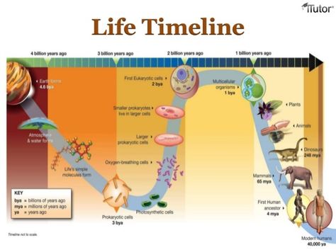 Theories of the origin of life on Earth timeline | Timetoast timelines Earth Timeline, Origin Of Life On Earth, Origin Of Earth, 1 Hour Workout, Life Timeline, Prokaryotic Cell, Brain Size, History Background, Eukaryotic Cell