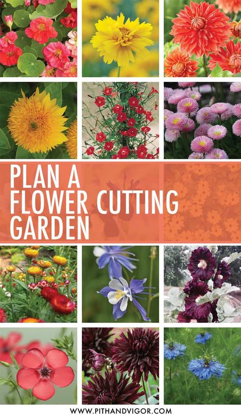 Garden Planning Layout, Flower Garden Plans, Cut Flower Farm, Grow Flowers, Backyard Garden Layout, Garden Plan, Cut Flower Garden, Garden Layout, Create Something