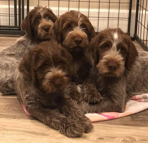 Feather View Farm in Ohio | Wirehaired Pointing Griffon puppies | Good Dog Wirehaired Pointing Griffon Puppies, Koda Bear, Wirehaired Pointing Griffon, Pointing Griffon, Ringo Star, Mom Health, Newborn Puppies, Good Dog, Getting A Puppy