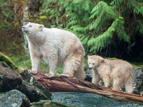 Sea Wolves, Kermode Bear, Great Bear Rainforest, Swimming With Dolphins, American Black Bear, Spirit Bear, Canadian Wildlife, Sand Surfing, Temperate Rainforest