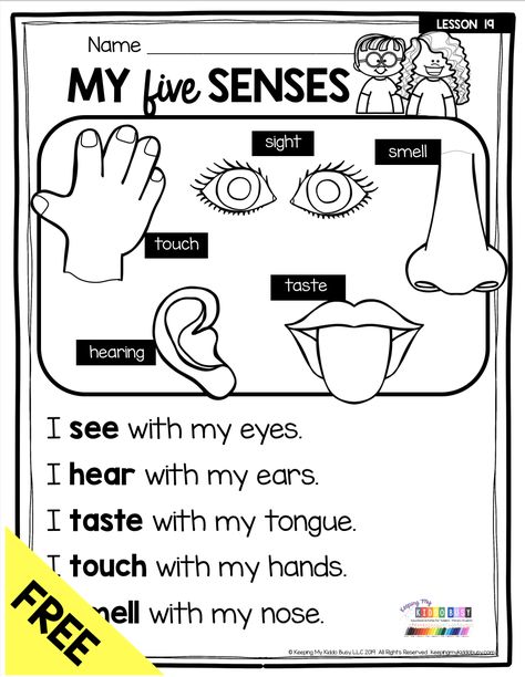 FREEBIE MY FIVE SENSES - free activities and printables for teaching about the human body and fives senses for pre-k kindergarten and first grade classrooms - science centers and hands-on worksheets - learn about our bones - muscles - organs - brain - sense of smell - sense of touch - sense of hearing - sense of sight and sense of taste - try FREEBIE and get ideas for your primary science lesson plans #kindergartenscience #firstgradescience #myfivesenses #kindergartenreading #fivesenses Kindergarten Science Topics, Human Body First Grade, Science For Kindergarten Lesson Plans, Kindergarten Lesson Ideas, Science Lesson Plans For Preschool, Science For Kindergarten Worksheets, Grade 1 Science Experiments, Pre K Science Worksheets, My Body Kindergarten Activities