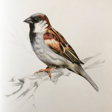 Wayne Gott on Instagram: ““House Sparrow” @carandache pablo colour pencil in @stillmanandbirn gamma sketchbook  #housesparrow #worldsparrowday #crow #ornithology…” Pencil Colour Bird Drawing, House Sparrow Drawing, Picoke Bird Photo, Picoke Bird, Pencil Colour Sketches, Sparrow Drawing, Birds Drawing, Egyptian Clothing, Pomegranate Art