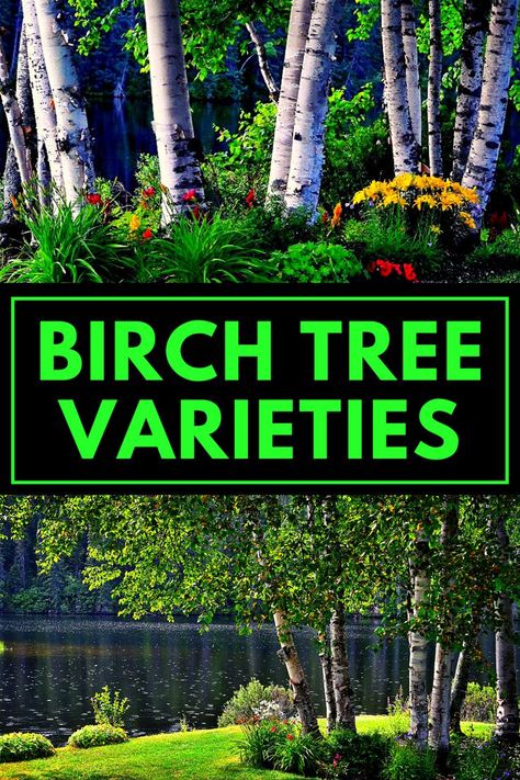 Birch Tree Types - Birch Tree Varieties >> LEARN MORE @GardenGearShop.com <<< #gardengearshop #garden #gardening #growyourown #yard #backyard #plant #planting Birch Tree Front Yard, Birch Tree Planting, Birch Tree Garden Landscape Design, Small Birch Trees, White Birch Trees Landscaping, Landscaping With Birch Trees, Birch Tree Landscaping Front Yards, Silver Birch Tree Landscaping, River Birch Landscaping