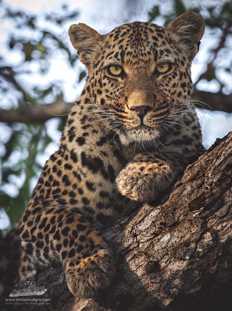 South Africa Animals Wildlife, African Leopard Photography, Leopard Photography, South Africa Animals, South African Wildlife, South African Animals, African Animals Photography, Leopard Aesthetic, Leopard Portrait