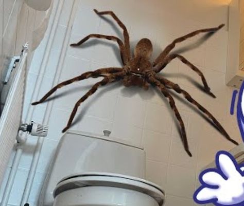 This is one of the cutest ( its too big-) spiders (for me) Scary Spiders, Giant Spiders, Huge Spiders, Big Spiders, Spiders Scary, Giant Spider, Heck Yeah, Arthropods, Bugs And Insects