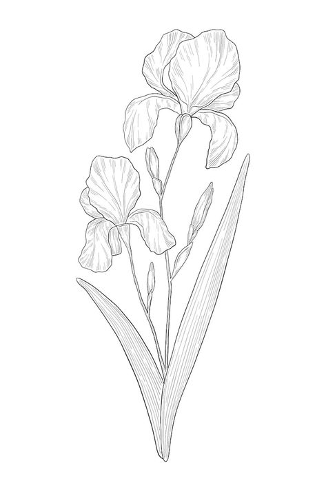 Premium Vector | Handdrawn iris flower illustration botanical illustration of summer wildflower Iris Outline Drawing, Iris Line Drawing, Iris Drawings, Iris Flowers Drawing, Iris Sketch, Iris Illustration, 2024 Watercolor, Iris Drawing, Iris Tattoo