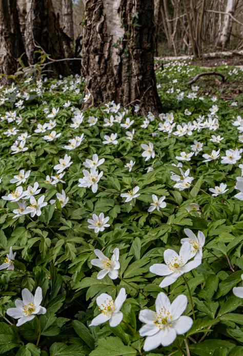 wood anemone – Robb Doyle Photography Wood Anemone, Irish Garden, Woodland Flowers, Wild Garlic, Tree Canopy, Shade Perennials, Forest Floor, Blue Wood, Vibrant Flower