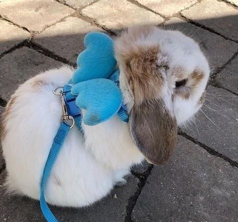 Bunny Harness, Bunny Supplies, Angel Bunny, Pet Bunny Rabbits, Bunny Care, Bunny Cages, Cute Bunny Pictures, Bunny Mom, Fluffy Cows