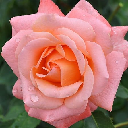 Yehuda Devir, Floribunda Rose, Flower Varieties, Apricot Orange, Coral Roses, Automobile Advertising, Peonies And Hydrangeas, Rose Queen, Rose Plant