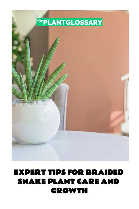 Expert Tips for Braided Snake Plant Care and Growth African Spear, Snake Plant Care, Zone 10, Sansevieria Trifasciata, Snake Plants, Plant Growing, Minimal Lighting, Easy Care Plants, Clay Soil