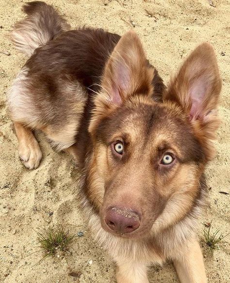 Red German Shepherd, German Shepherd Photos, German Sheperd Dogs, German Shepherd Pictures, German Shepherd Funny, Dogs Pictures, Black German Shepherd, Yorkshire Terrier Puppies, Shepherd Puppies