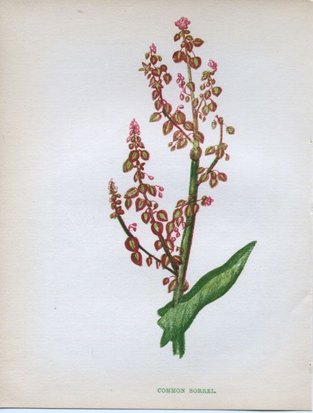 Sorrel Rumex acetosa Vintage Botanical Prints, Vintage Botanical, Leaf Tattoos, Botanical Prints, Maple Leaf Tattoo, Maple Leaf, Tattoos, Flowers