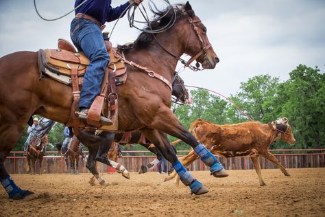 Horse Conformation, Roping Horse, Team Roper, Round Pen, Lower Limb, Western Riding, Types Of Dogs, Horse Care, Horse Stuff