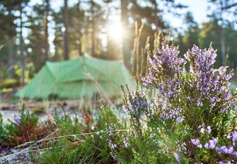 Spring Camping: The Ultimate List of Tips, Essentials, and Destinations By Andrea #camping #spring #essentials Spring Break Camping, Amicalola Falls, Cumberland Island, Spring Camping, Best Campgrounds, Spring Essentials, Camping Destinations, Spring Is In The Air, Camping Lanterns