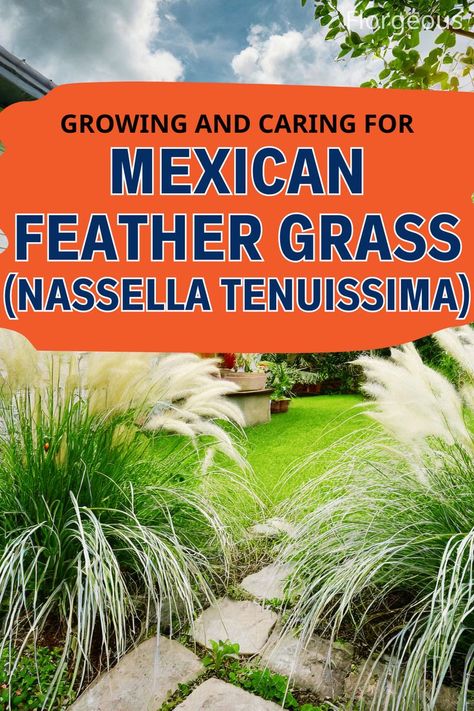 Growing Mexican Feather Grass Ornamental Grass Landscape, Mexican Feather Grass, Ornamental Grass, Potted Plants Outdoor, Grasses Landscaping, Its Fine, Optimal Health, Ornamental Grasses, Drought Tolerant