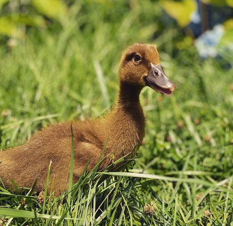 10 day old Khaki Campbell Duckling🦆 #duckling #KhakiCampbell #babyduck #babyducklings #cuteanimals Ducks