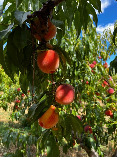 Aesthetic | photography | summer time | things to do | sun | peach picking | winery | farms Peach Picking, Peach Farm, Mediterranean Aesthetic, Berry Berry, Peach Aesthetic, Upstate Ny, Cottagecore Aesthetic, Fruit Garden, Italian Summer