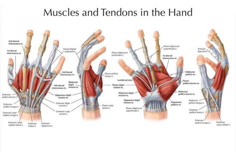 Hands structure, function, bones, nerves, muscles & anatomy Wrist Anatomy, Hand Muscles, Hand Anatomy, Anatomy Bones, Median Nerve, Anatomy References, Human Body Anatomy, Muscle Anatomy, Human Anatomy And Physiology