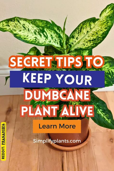 "Discover the essentials of Dumbcane plant indoor care with our comprehensive guide on Dieffenbachia Houseplant Plant Care. Learn about Dieffenbachia Care, including tips for growing your Cane Plant in water and ensuring optimal health for your Dieffenbachia Houseplant. Perfect for indoor spaces, this guide covers plant care for houseplants in low light, making it ideal for tropical houses. Explore plants identification techniques and master indoor plant care with our expert advice on Dieffenbachia Houseplant Plant Care, Dieffenbachia Care, Dieffenbachia Houseplant, Plants Identification, Cane Plant, Indoor Plant Care Guide, Plant In Water, Water Plants Indoor, Indoor Tropical Plants