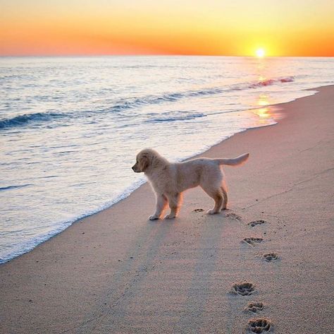 Capeology on Instagram: “This little guy is dreaming of summer. 💭 Anyone else? 🏖 Via @nantucketboss #capeology #capecod #nantucket #cisco”