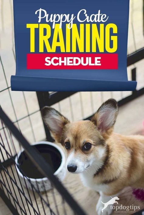 Puppy Crate Training Schedule, Crate Training Schedule, Crate Training Puppy Schedule, Puppy Crate Training, Gate Color, Crate Training Puppy, Training Puppy, Puppy Crate, Dog Commands