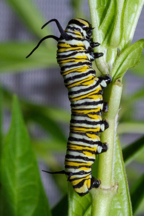 Monarch Butterfly Caterpillar, Monarch Caterpillar Tattoo, Caterpillar Tattoo, Butterfly Sculpture, Monarch Caterpillar, Scientific Illustration, Arachnids, Artistic Inspiration, Bugs And Insects