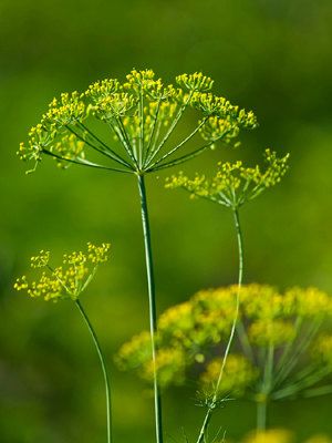 Dill is my favorite herb. Tasty and beautiful.    Organic Heirloom Greensleeves. $2.50, via Etsy. Dill Bouquet, Dill Seeds, Foeniculum Vulgare, Types Of Herbs, Bee Balm, Cedar Trees, Essential Oil Scents, Tea Garden, Growing Herbs