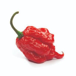 Hot peppers - Local Life Carolina Reaper Pepper, Chilli Plant, Bhut Jolokia, Stuffed Anaheim Peppers, Ghost Pepper, Carolina Reaper, Ghost Peppers, Red Chili Peppers, Pepper Seeds